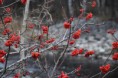 /album/djur-och-natur/a257-jpg/